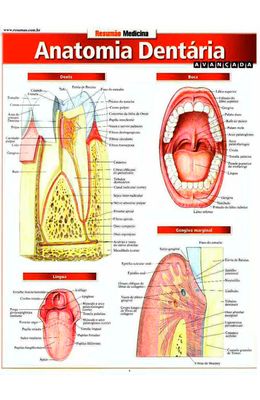 Anatomia-dentaria-avancada