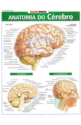 Resumao---Anatomia-do-cerebro